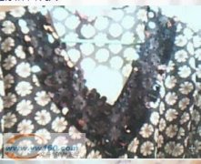 江苏手工活缝珠外发 如图