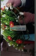 仿真花插花手工活外发 如图所示