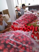 650万圣诞球手工活外发加工