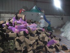 大家好，我们是安徽全椒的毛绒玩具厂，我们