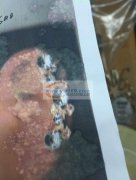 后宅烧焊外发，量大 如图