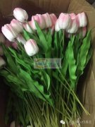 【上溪附近】手工活剪叶子