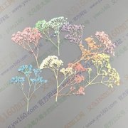 看图，找义乌做干花厂家