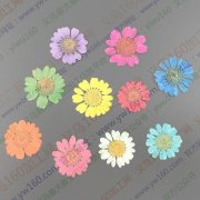 看图，找义乌做干花厂家