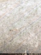 有图，半圆珍珠后面粘小别针外发