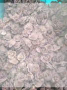 求购图中这种玫瑰花植绒大量