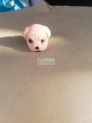 采购图片这两款配件