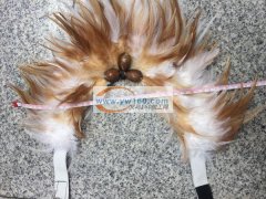 羽毛产品加工。详见图片