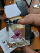 树脂内埋干花镇纸 2000个 后续还有