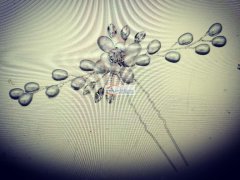 找做【如图】这类产品的厂家，量大，是厂家