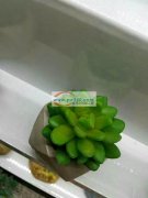 寻能做【如图】这款仿真花的厂家，量大，价