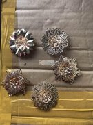 图片这几款货外发点钻，寻找青口附近的点钻