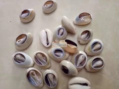 找贝壳厂家，求购这类贝壳，有此类贝壳的请