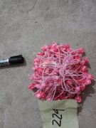 大量承接手工缝花，弯针挂圈，穿珠，绕头箍