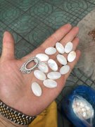 《量大》找做贝壳戎面的直接厂家，有专业做