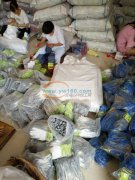 本厂有15人专业做包装吊卡、穿珠的手工活