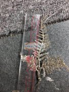 《实单》寻找下图塑料叶子，叶子毛胚即可，