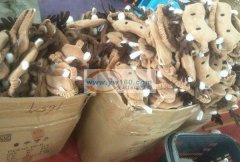 本厂长期承接平车活，拷边活。如:宠物帽，