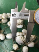 13万颗，急寻做这个泡沫鹌鹑蛋厂家《如图