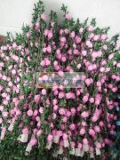 常年承接各种手工加工，加工费合理有优势，