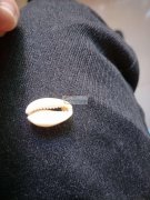 找这款贝壳，【如图】18-20个大，最好