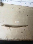 采购3000个如图产品，合金材质，有此配