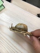 如图，寻找这样的草帽厂家，数量10000