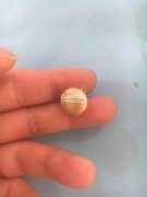 如图，产品外发加工，寻找专业点这款耳针的