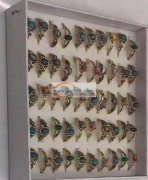 寻找能生产如图这种树脂主石的厂家，要品质