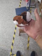 求购如图恐龙松鼠，现货最好，每款3000