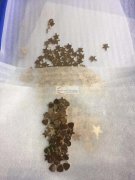 现有电镀外发加工，如图，寻找能镀不锈钢炉