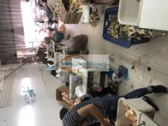 承接各类毛绒玩具带加工！寻找可以长期合作