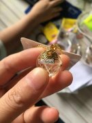 现需采购图中树脂 蒲公英 干花 项链，有