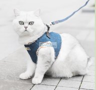 宠物服装制版、宠物服装设计，宠物衣服打板