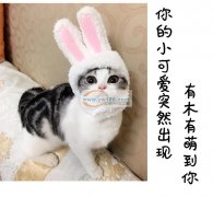 宠物服装制版、宠物服装设计，宠物衣服打板