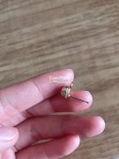 手工活外发，如图，金丝绕线，顶部绕城，谁