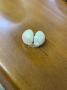 如图所示，采购耳环，需要现货，质量好的，