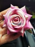 绒布玫瑰花卷边，尺寸7CM数量11万个，