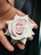 绒布玫瑰花卷边尺寸7CM有做的工厂联系我