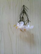 谁家有这款长度为8厘米左右的花枝，如图所