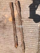 大量收购杉树皮，宽5cm以上，长30cm