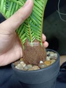 【量大】釆购此产品，如图所示，有的和我联