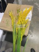 三叉仿真长稻谷 95cm谁有的