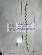 限金华地区加工厂（不外发）有做过此类产品