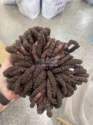 因生产需要采买图例发绳，要做有这个发绳的