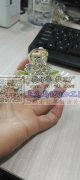机器点钻外发，做如图发夹，专业机器点钻的