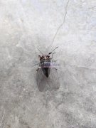 寻找做慢回弹海绵加工厂，小公仔需要做，有