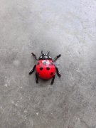 寻找做慢回弹海绵加工厂，小公仔需要做，有