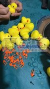 外发鸭子插眼睛嘴巴弹簧联系。有做过经验优