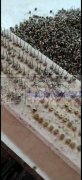 专业承接各种烧焊，出货快价格低，有需要的